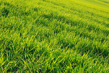 Cornfield