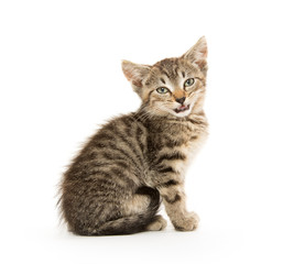 Cute tabby kiten