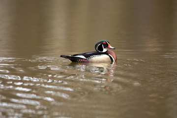 Female and male wood duck