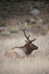 Naklejka na ściany i meble North American elk