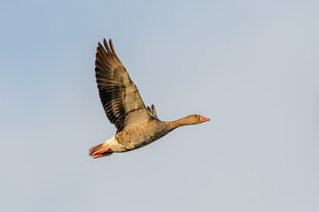 Greylag Goose (Anser anser) in flight.