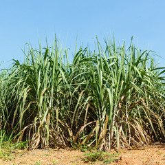 Sugar cane plantation