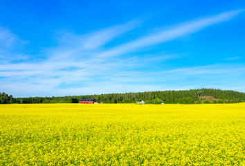 Fototapeta premium Лес на фоне синего неба и желтого цветочного луга