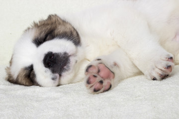 Fototapeta na wymiar puppy sleeps