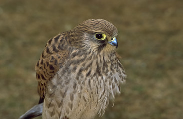 gheppio comune (Falco tinnunculus)
