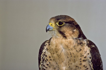 falco lanario (Falco biarmicus) ritratto