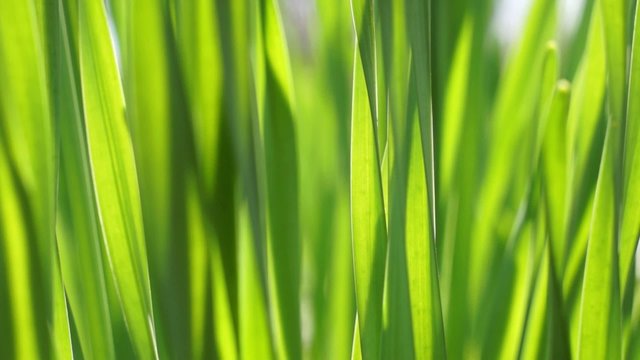 Grass close up