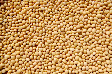 Soybeans grain