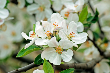 Branch of blossoming plum