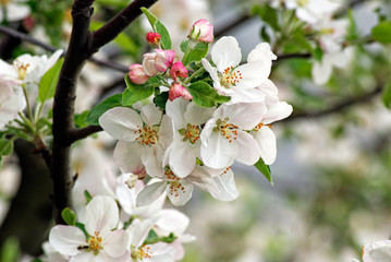 Branch of blossoming plum