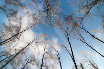 Winter background