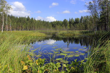 Forest lake in the North of Russia