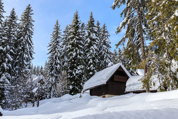 Winter forest in Alps