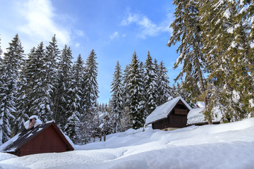 Winter forest in Alps