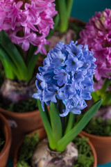 Close view on spring Hyacinth flower in ceramic pot