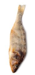 Stockfish isolated on white background