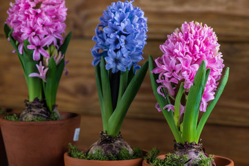 Group of fresh bulb spring flowers in ceramic pot