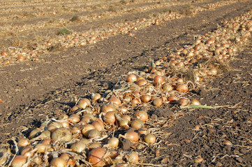 Digged onion wait for the harvesting