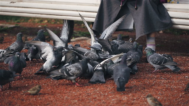 Old woman sitting on a bench and feeds a flock of pigeons bread