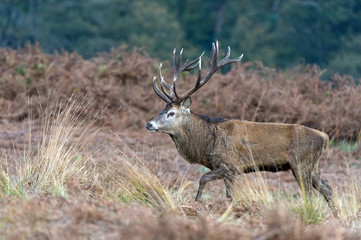 Red Deer Stag