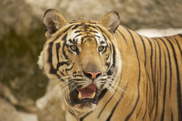 Adult Indochinese tiger.
