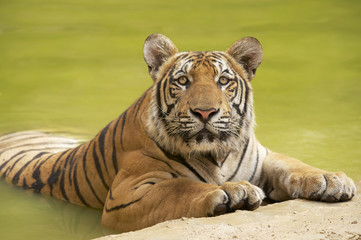 Adult Indochinese tiger at the waterside.