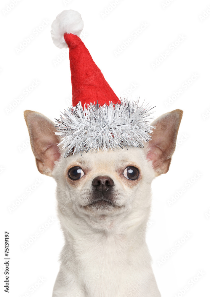 Wall mural Chihuahua puppy in Christmas red hat