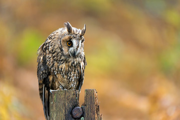 Long Eared Owl