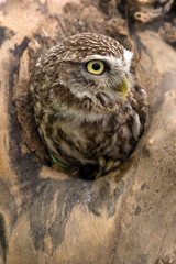 Little Owl