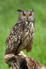 Obraz premium Eurasian Eagle Owl