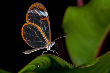 Glass Wing Butterfly