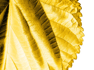yellow leaf on white background