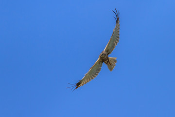 Common Buzzard (Buteo buteo)