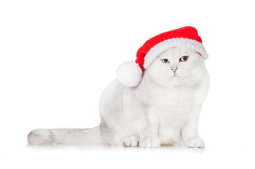 Grey british shorthair cat dressed in a christmas hat