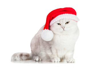 Grey british shorthair cat dressed in a christmas hat