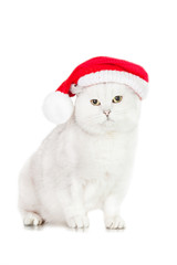 Grey british shorthair cat dressed in a christmas hat