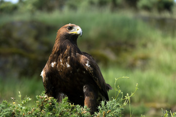 Golden Eagle