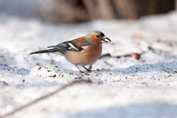 Chaffinch (Fringilla coelebs)