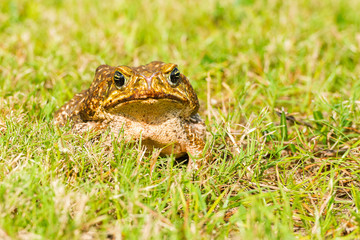 Big brown frog