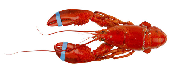 Lobster
