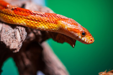 snake