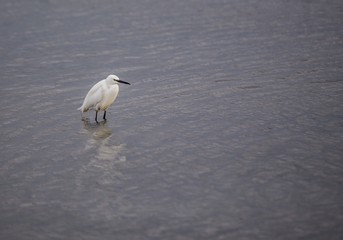 Little Egret