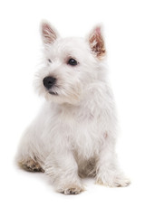 West Highland White Terrier puppy