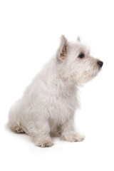 West Highland White Terrier puppy