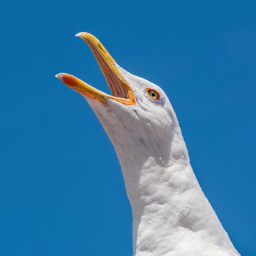 Seagull