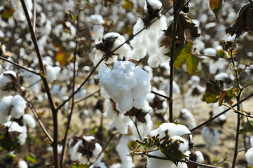 Field of Cotton