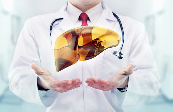 Doctor With Liver In Hands In A Hospital