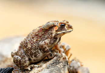 beautiful photos toad
