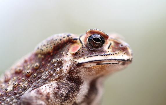 photo portrait toad