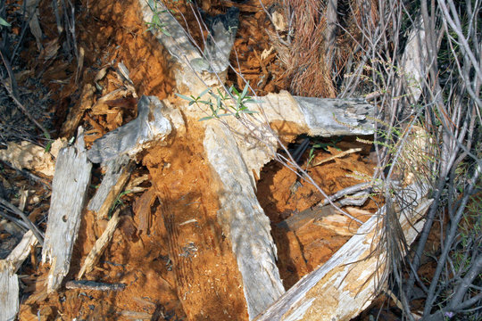 Tronco de pino podrido